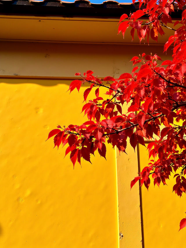 日本私藏紅葉秘境！這些小眾地美到犯規