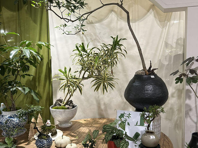 🌿 深圳花卉市場｜與植物來場浪漫的近距離約會 🌸