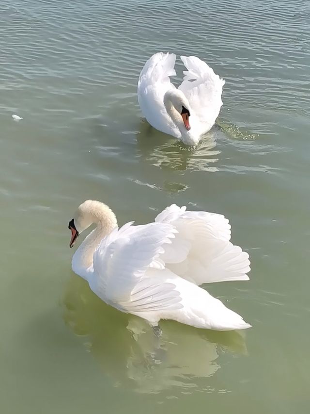 游澤蒙餵天鵝