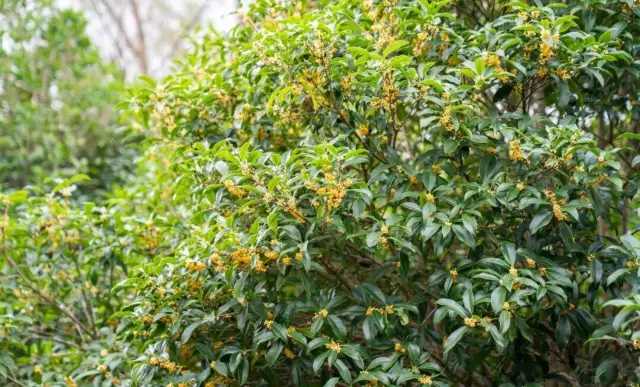 崇明桂花科普公園秋日賞桂