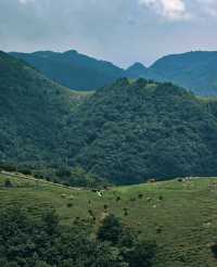 高山草原度假指南