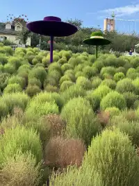 人,速來成都漫花地膚草要變紅啦~