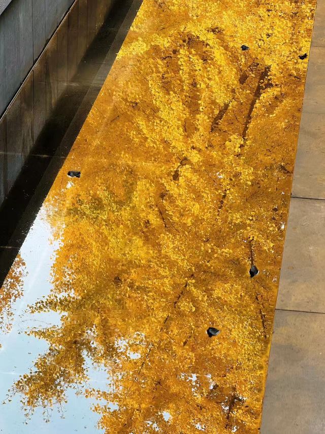 墜入滿屏金黃人們會反覆愛上西安的秋天 墜入滿屏金黃人們會反覆愛上西安的秋天