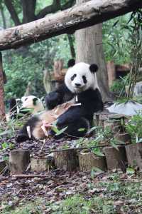 成都短途遊攻略:逛吃賞熊貓去囉