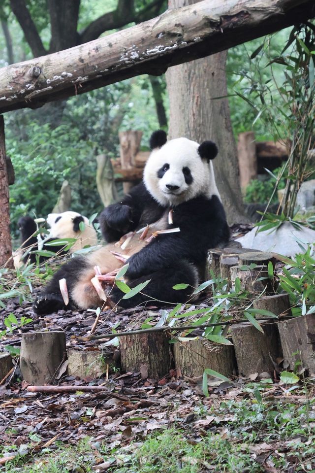 成都短途遊攻略:逛吃賞熊貓去囉 成都短途遊攻略:逛吃賞熊貓去囉