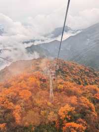 錯過等一年！成都周邊秋日彩林免費開放