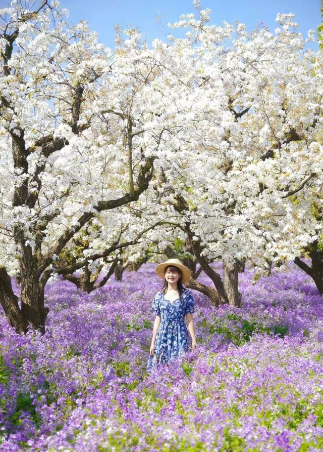 梨蘭同放宿遷三台山の春日限定花海美哭我了！