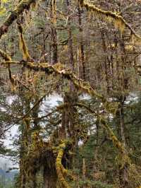 叢林界的一鯨落萬物生~