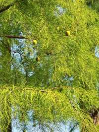 長沙小眾公園天花板磨盤洲生態公園溜娃不擠人