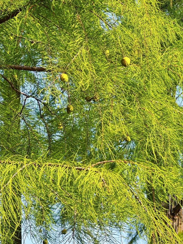 長沙小眾公園天花板磨盤洲生態公園溜娃不擠人 長沙小眾公園天花板磨盤洲生態公園溜娃不擠人