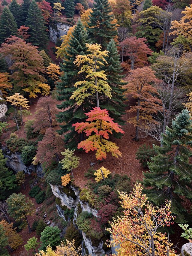 北京人絕不告訴你！私藏0元紅葉秘境曝光