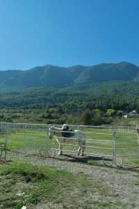 麗江秋冬必衝!阿美澤把浪漫焊在雪山