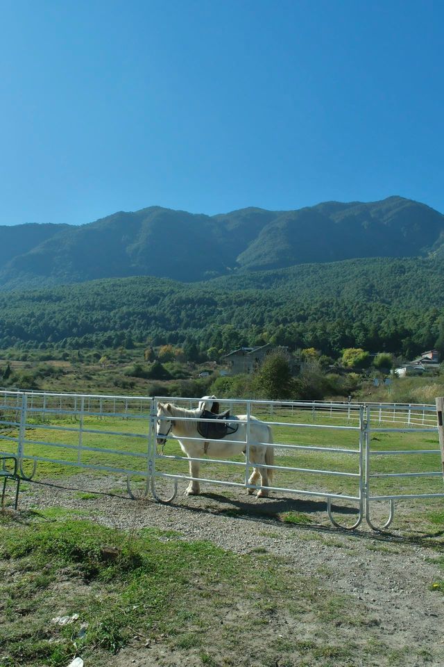 麗江秋冬必衝!阿美澤把浪漫焊在雪山 麗江秋冬必衝!阿美澤把浪漫焊在雪山