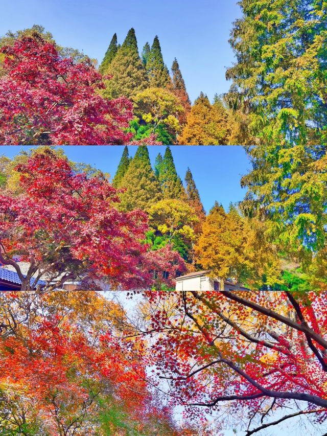 莫干山賞秋攻略｜被大自然調色盤美哭的童話世界！