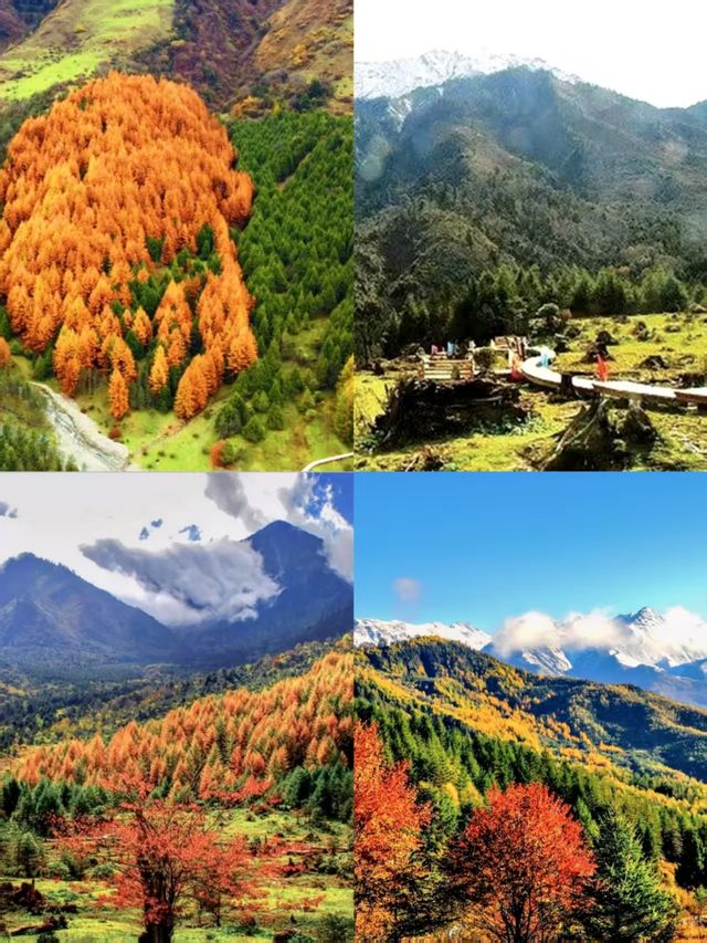 神木壘川西秘境中的森林、草甸與雪山盛宴