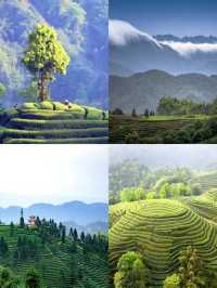 蒙頂山登天蓋寺觀雲海觸摸天空的藍