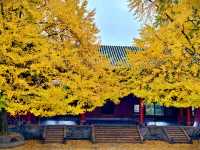 為了這扇秋日限定的窗，我專門去了趟崇州