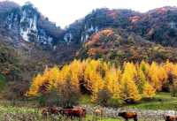 天然大氧吧一一黎坪森林公園