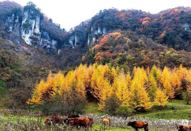 天然大氧吧一一黎坪森林公園