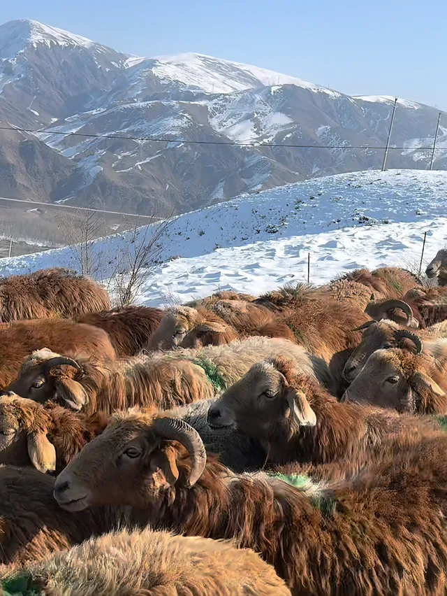 新疆伊犁的冬天,從瓊庫什台到庫爾德寧 新疆伊犁的冬天,從瓊庫什台到庫爾德寧
