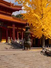 長沙的秋天，一半是古寺禪意，一半是金色浪漫