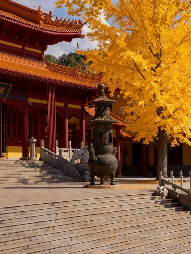 長沙的秋天，一半是古寺禪意，一半是金色浪漫