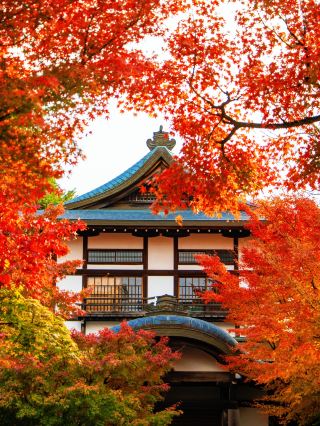 Don't crowd Kiyomizu-dera anymore! Kyoto locals' secret maple viewing spots revealed