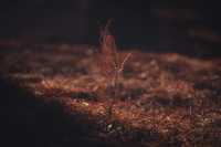 紅楓林裡看泉州