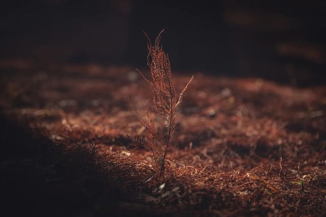 紅楓林裡看泉州