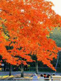 上海黃浦南園遊玩全攻略來了!!!