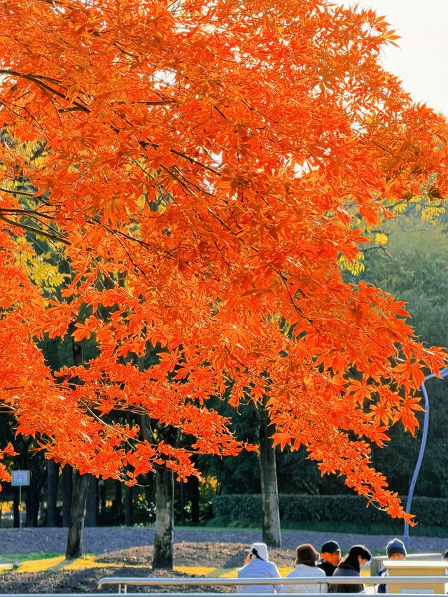 上海黃浦南園遊玩全攻略來了!!! 上海黃浦南園遊玩全攻略來了!!!