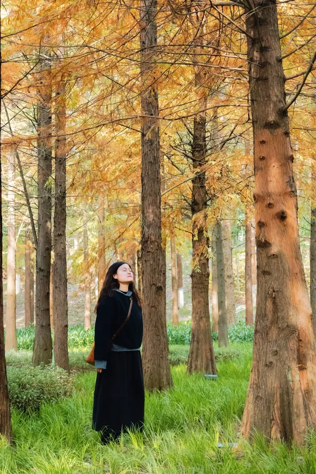 德陽東湖山水杉林紅了！陽光穿透紅杉林絕美