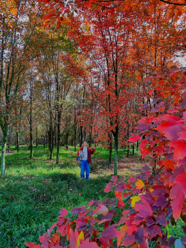 A hidden red leaf paradise just 0.5 hours from Chengdu