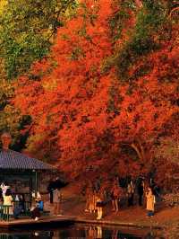 魔都冬日獨家48h解鎖小眾文藝上海|人均百元私藏路線