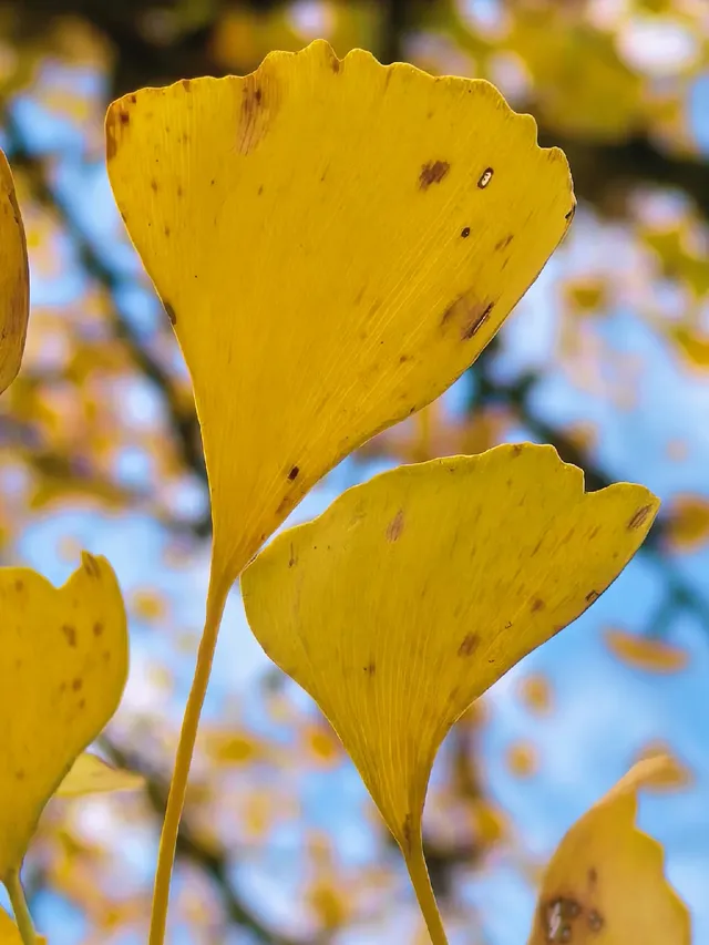 替大家去南雄踩點,銀杏青黃不接過幾天再去 替大家去南雄踩點,銀杏青黃不接過幾天再去