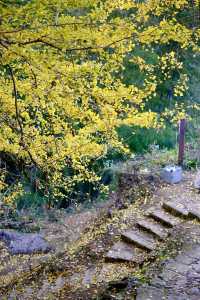 最美銀杏古村拍大片