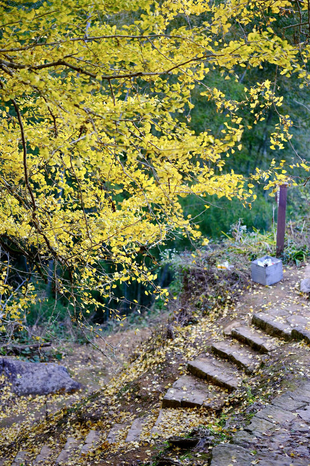 最美銀杏古村拍大片 最美銀杏古村拍大片