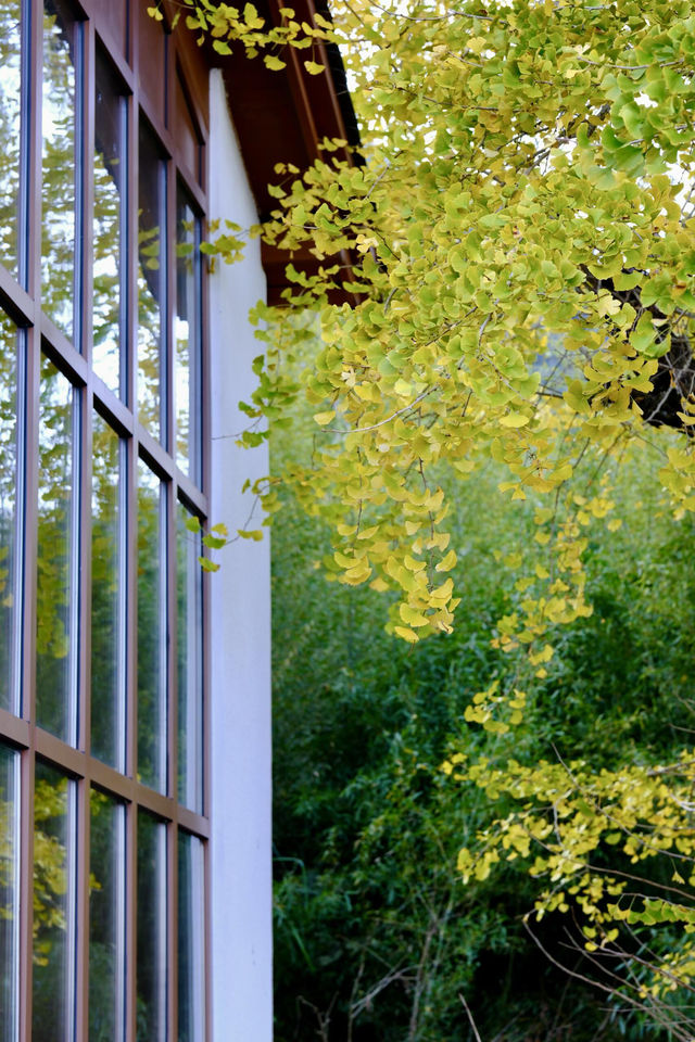 最美銀杏古村拍大片 最美銀杏古村拍大片