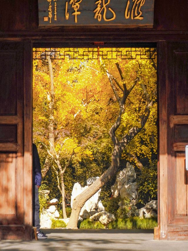 上海小眾秋色天花板一扇金色之門驚艷了深秋！