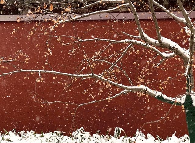 雪落京城，赴一場古今交織的冬日盛宴