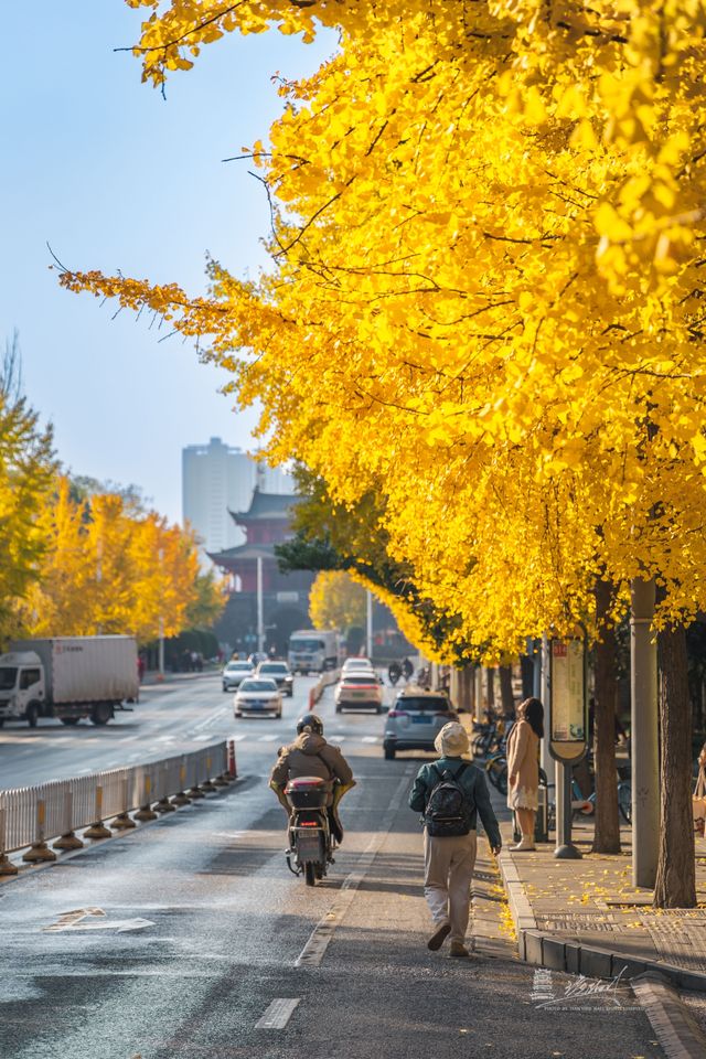 武漢秋景實拍!從未見過如此盛大的秋天 武漢秋景實拍!從未見過如此盛大的秋天