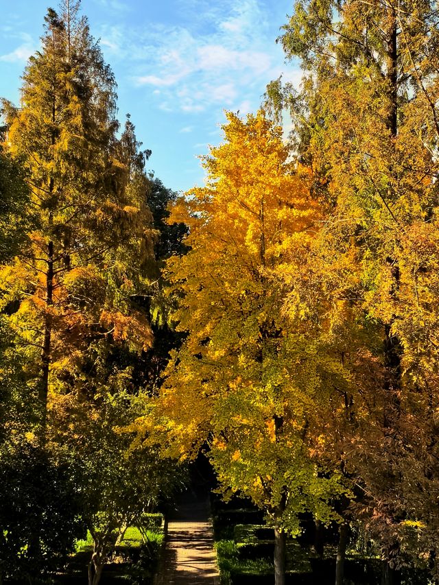 一場落在肇嘉浜路中的銀杏雨。