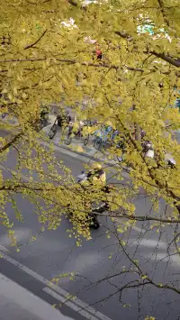 11月28日實況!局門路銀杏濃度已達85%