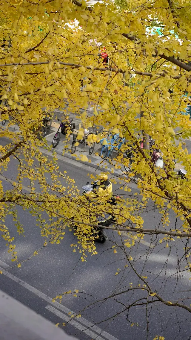 11月28日實況!局門路銀杏濃度已達85% 11月28日實況!局門路銀杏濃度已達85%