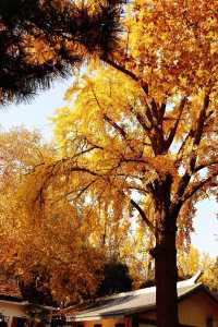 無錫→南京，一天看盡金陵銀杏黃！