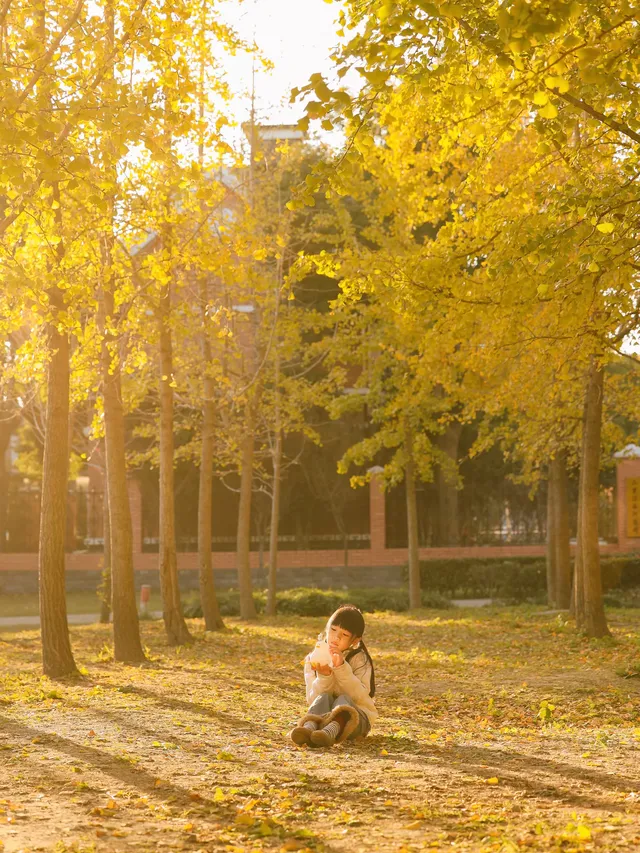 找到了!上海黃得最早的銀杏林免費人少 找到了!上海黃得最早的銀杏林免費人少