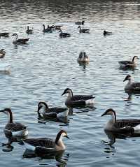 瀋陽鳥島遊玩攻略  景點概況  瀋陽鳥島是渾河水系中的天然島嶼，佔地面積49.26公頃，東北亞候鳥遷