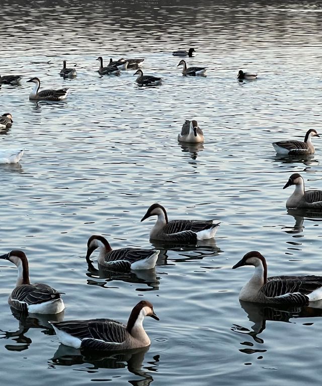 瀋陽鳥島遊玩攻略  景點概況  瀋陽鳥島是渾河水系中的天然島嶼，佔地面積49.26公頃，東北亞候鳥遷
