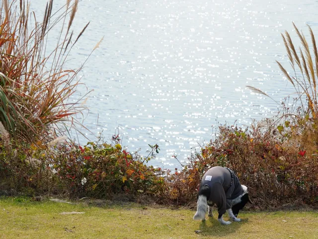 小狗和小馬一起低頭可愛鼠了！