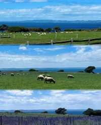 菲利普島攻略|沒有小火車的企鵝島更chill!一日遊